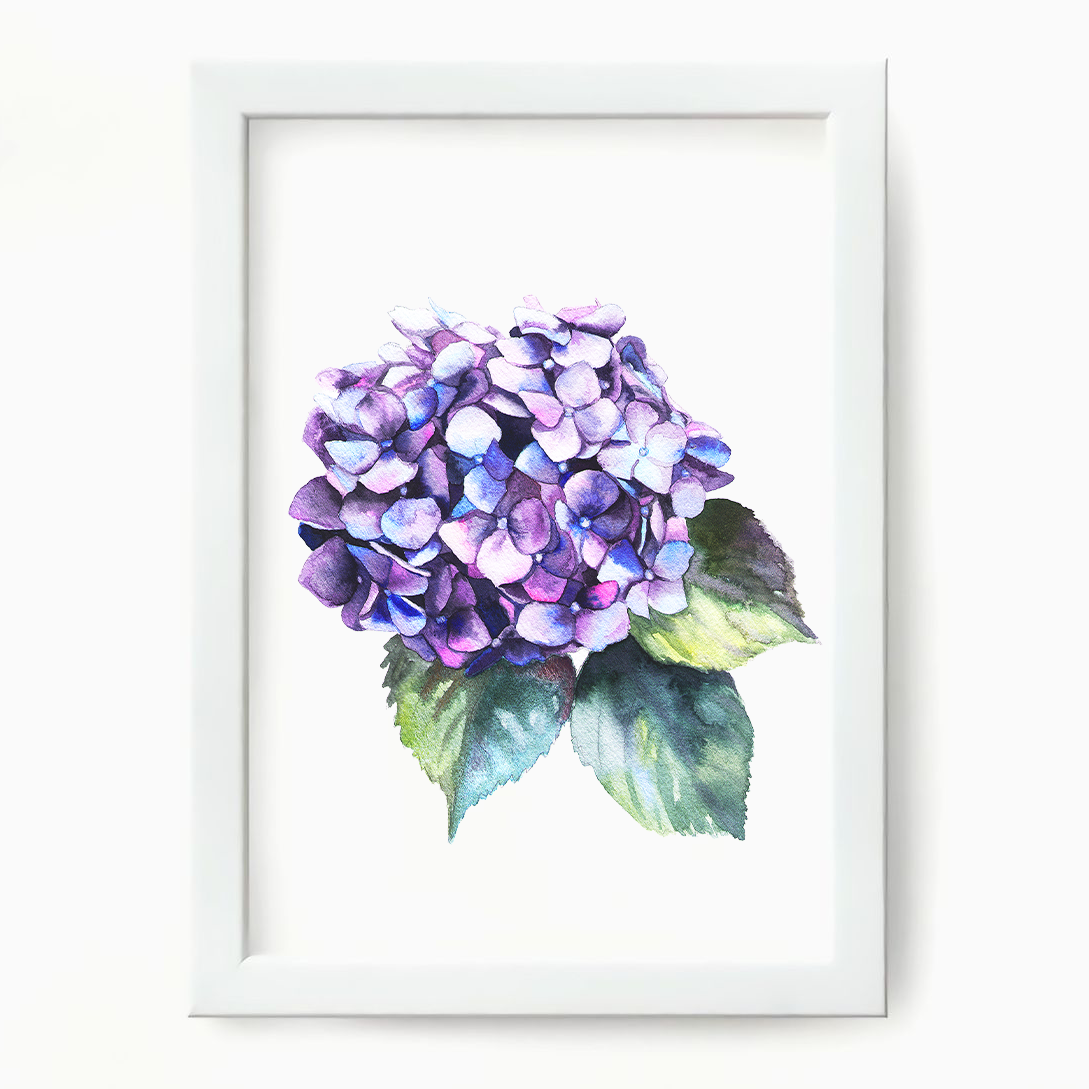 hydrangea watercolor painting