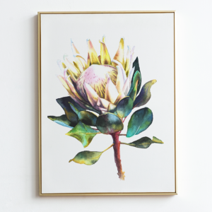 watercolor painting of a white king protea